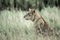 Female lion attentive in the grass in Serengeti