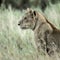 Female lion attentive in the grass in Serengeti