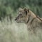 Female lion attentive in the grass in Serengeti