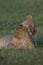 Female lion bonding with cub