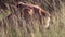 Female Lion in the bush grass