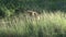 Female Lion in the bush grass