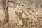 Female lion in the bush, looking front, in Kruger Park, South Africa