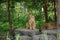 Female lion in Chiangmai night safari