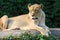 Female lion enjoying the morning sun