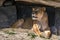 Female Lion Found Some Shadow to Rest from the Summer Sun