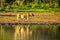 Female Lion going to drink at sunrise at the Nkaya Pan Watering Hole in Kruger National Park