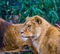 Female lion with her face in closeup, popular animal from the savanna of africa, threatened animal species