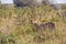 Female lion hiding in the bush, Kruger park