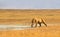 Female Lion Hunting in Grasslands of Ngorongoro