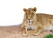 Female lion laying on dirt, isolated behind