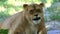 Female Lion is Licking Its Maw in a Funny Way in a Zoo on a Sunny Day