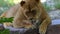 Female Lion is Licking Its Paw in a Relaxed Way in a Zoo on a Sunny Day