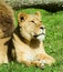 Female Lion at Longleat Wildlife Park