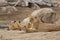 Female Lion Playing With Cubs - Denver Zoo Animal