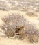 A female lion with radio collar