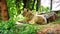 Female lion resting