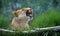 Female Lion Roars, Shows Fangs