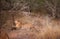 Female lion scratching at a tree