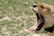 Female Lion - Serengeti Safari, Tanzania, Africa