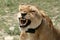 Female Lion - Serengeti Safari, Tanzania, Africa