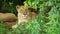 Female lion staring behind tree