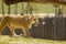 A female lion walks around looking for food close by for her newly born cubs.