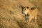 A female lion wandering