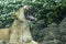 Female lion while yawning