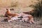 Female Lion and young lions lie on ground of Serengeti Savanna Grumeti reserve - African Tanzania Safari trip