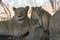 Female lioness with baby lion cubs in South Africa