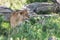 Female lioness licking it`s nose in grass