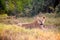 Female lioness mother with small lions in Masai Mara National Park. Safari in Kenya