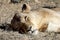 Female lioness resting after mating