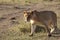 Female Lioness walk in the wild maasai mara