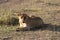 Female Lioness in the wild maasai mara