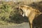 Female lioness yawning