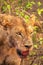 female lions eating a buffalo killed in Kenya Africa