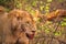 female lions eating a buffalo killed in Kenya Africa