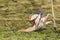 Female little bittern attack a pray.