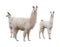 Female llama with babies