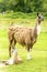 A female llama with a cub on a background of green grass, summer and a sunny day