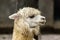 The female llama. Lama face closeup. Lama glama. Lama glama in the farm in Peru.