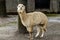 The female llama. Lama face closeup. Lama glama. Lama glama in the farm in Peru.