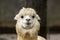 The female llama. Lama face closeup. Lama glama. Lama glama in the farm in Peru.