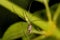 Female Long Jaw Orb Weaving Spider with Kill, Tetragnathidae Family at Coorg, Karnataka, India