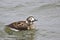 Female Long-tailed Duck, Clangula hyemalis, swimming on the lake