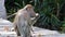 Female Long-tailed macaque with a baby eating at the feeding platform in Labuk Bay, Sabah, Borneo, Malaysia