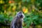 Female long tailed macaque monkey gazes upwards inside dense Malaysian forest