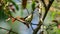 Female Loten`s sunbird perch and shake wings